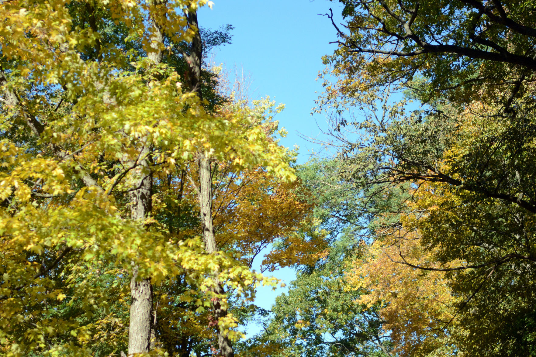 Baraboo area fall color, Oct. 8, 2020